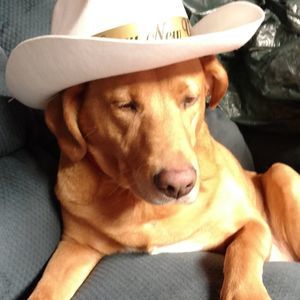 Meet your Posher, Karen